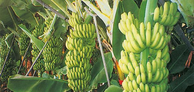 صورة طريقة زراعة الموز