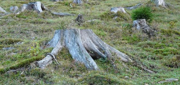 آثار إزالة الغابات آثار إزالة الغابات