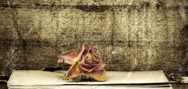 أبيات شعر جميلة أبيات شعر جميلة