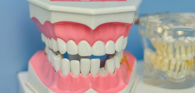 أجزاء فم الإنسان أجزاء فم الإنسان