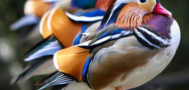 أجمل الطيور أجمل الطيور