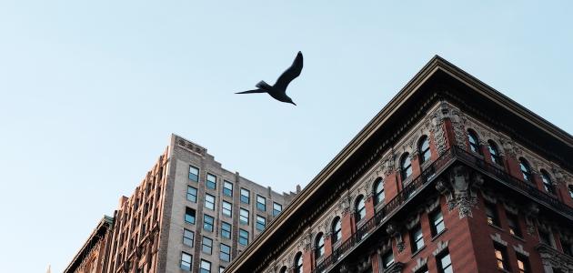 أجمل الكلام عن حب الوطن أجمل الكلام عن حب الوطن