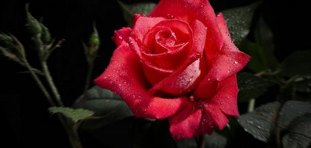 أجمل الورد الجوري أجمل الورد الجوري