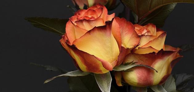 أجمل شعر عن الورد