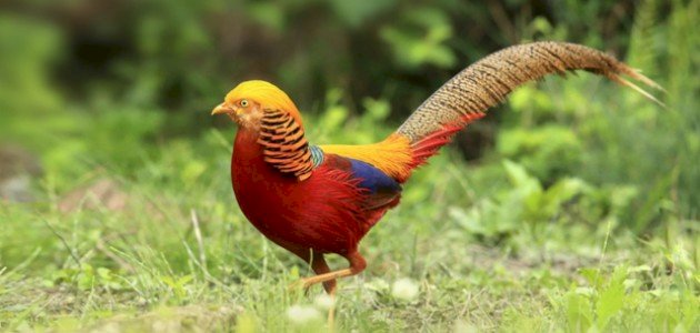 أجمل طيور العالم