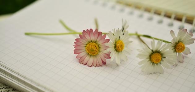 أجمل قصائد المدح أجمل قصائد المدح