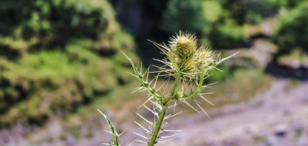 أحاديث عن الصبر أحاديث عن الصبر