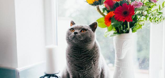 أحلى القطط أحلى القطط