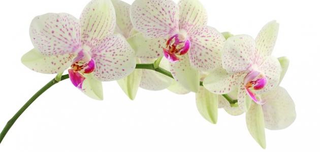 أحلى ورد أحلى ورد