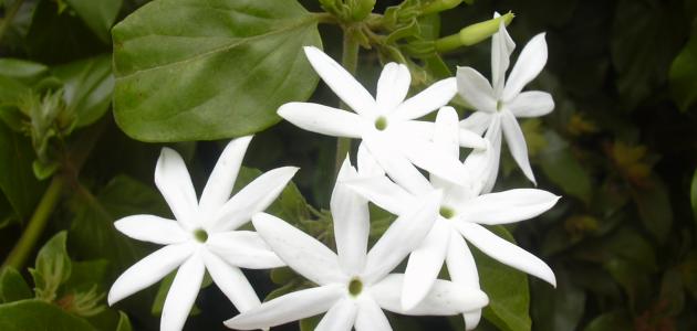 أسباب البركة أسباب البركة