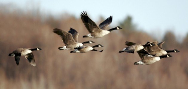 أسباب هجرة الطيور أسباب هجرة الطيور