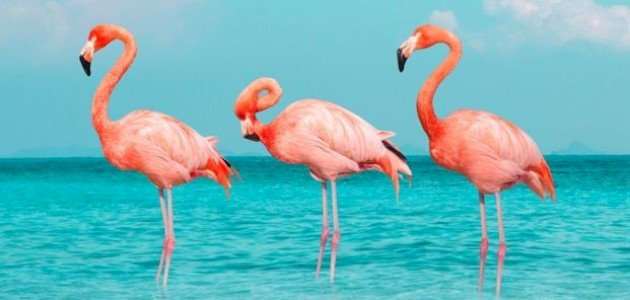 أسباب هجرة طائر الفلامنجو أسباب هجرة طائر الفلامنجو