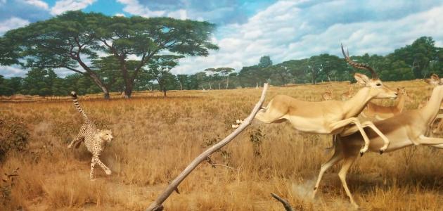 أسرع الحيوانات بالترتيب أسرع الحيوانات بالترتيب