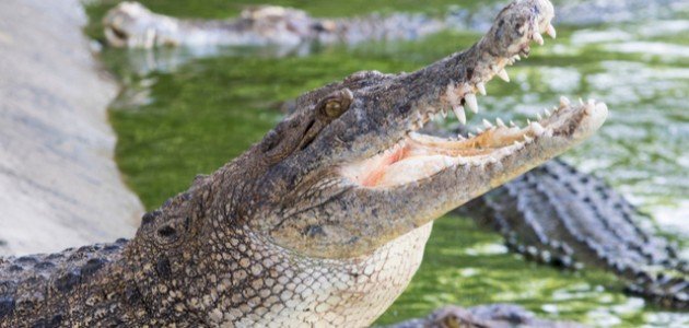 أسماء حيوانات مفترسة أسماء حيوانات مفترسة