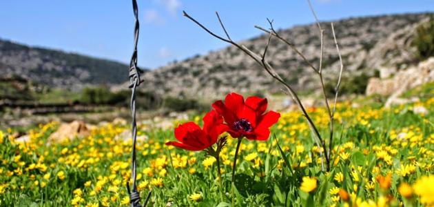 أسماء سهول فلسطين