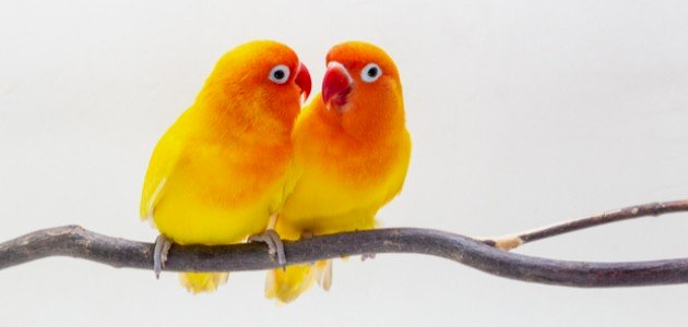 أسماء طيور الحب أسماء طيور الحب