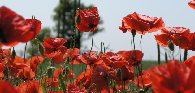 أشعار عن الحب والشوق