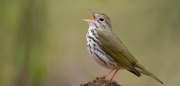 أصوات الطيور أصوات الطيور