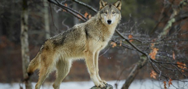 أصوات حيوانات أصوات حيوانات