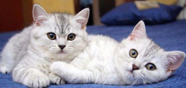 أضرار القطط على البنات أضرار القطط على البنات