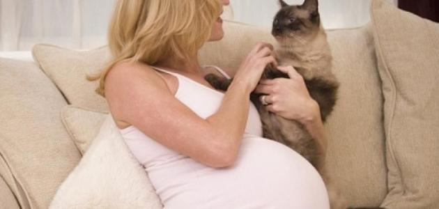 أضرار القطط على الحامل
