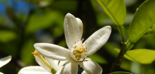 أضرار ماء الزهر أضرار ماء الزهر