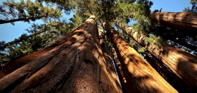 أطول شجرة في العالم