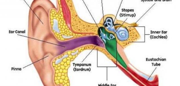 أعراض التهاب عصب التوازن أعراض التهاب عصب التوازن