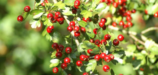 أعشاب لحرق الكوليسترول أعشاب لحرق الكوليسترول