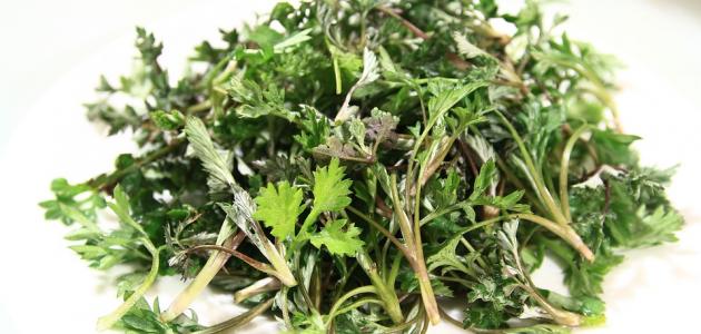 أعشاب لديدان البطن أعشاب لديدان البطن