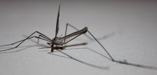 أفضل حل لقتل الناموس