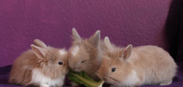 أفضل طرق تغذية الأرانب أفضل طرق تغذية الأرانب