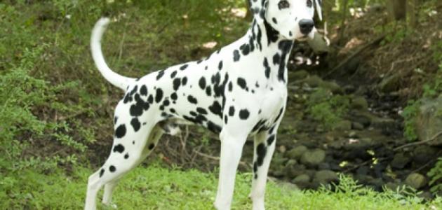 أفضل كلاب الصيد أفضل كلاب الصيد