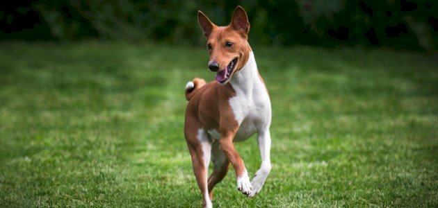 أقدم أنواع الكلاب في العالم أقدم أنواع الكلاب في العالم