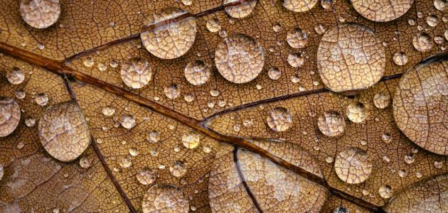 أقوال سفيان الثوري أقوال سفيان الثوري