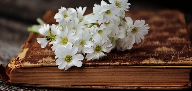 أقوال عن المرأة أقوال عن المرأة