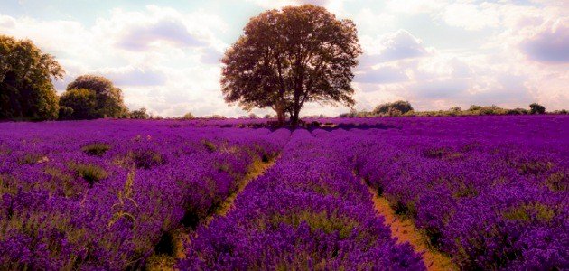 أقوال عن فصل الربيع