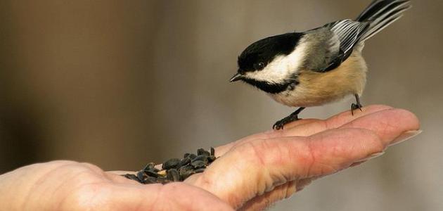 أقوال عن فعل الخير