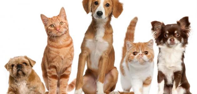 أقوى الحيوانات الأليفة أقوى الحيوانات الأليفة