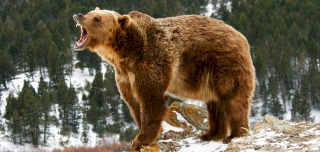 أقوى حيوانات العالم أقوى حيوانات العالم