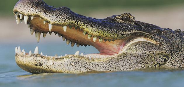 أقوى عضة حيوان أقوى عضة حيوان