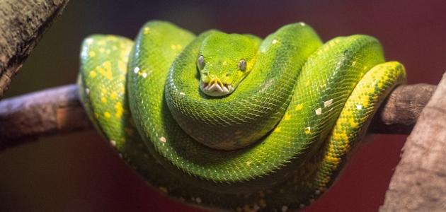 أكبر الثعابين أكبر الثعابين