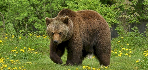 أكبر حيوانات العالم أكبر حيوانات العالم