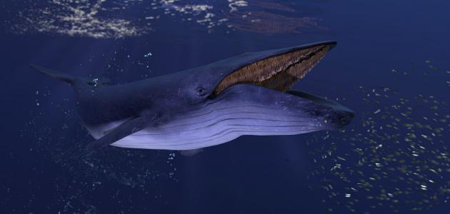 أكبر حيوان ثدي على الأرض أكبر حيوان ثدي على الأرض