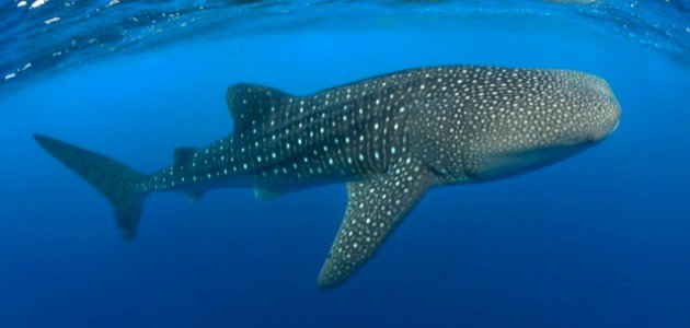 أكبر سمكة قرش أكبر سمكة قرش