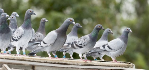 أمراض الحمام وطرق العلاج أمراض الحمام وطرق العلاج