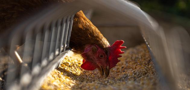 أنواع الأعلاف أنواع الأعلاف