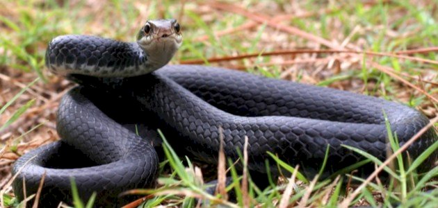 أنواع الأفاعي في فلسطين أنواع الأفاعي في فلسطين