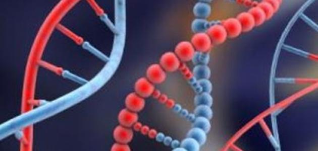 أنواع الأمراض الوراثية أنواع الأمراض الوراثية