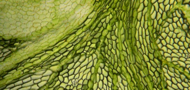 أنواع الأنسجة النباتية